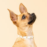Heart Studded Dog Collar - White